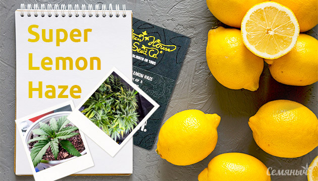Гроурепорт сорта Super Lemon Haze