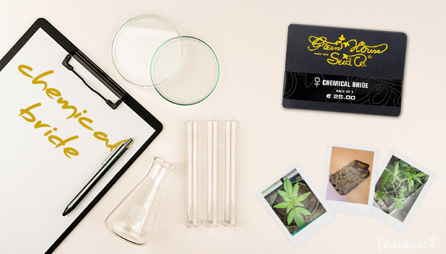 Гроурепорт сорта Chemical Bride от Green House Seeds