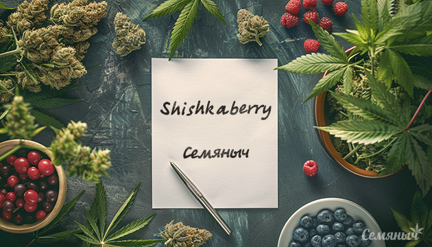 Выращивание сорта Shiskaberry fem от Семяныч