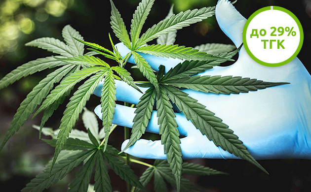 Содержание ТГК в Сативе достигает 29%