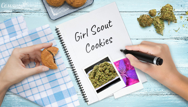 Гроурепорт сорта Cookies auto от FastBuds