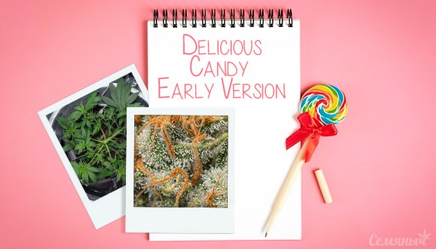 Гроурепорт сорта Delicious Candy Early Version от Delicious Seeds