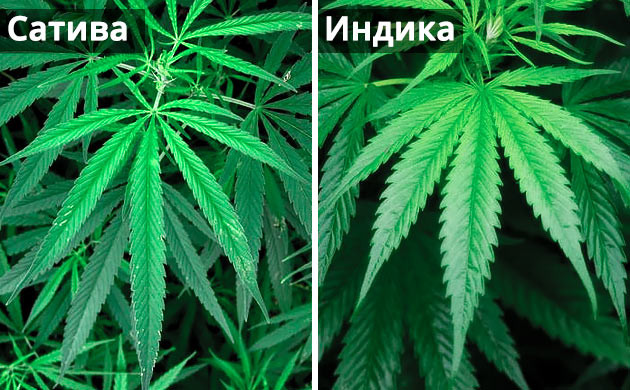 Индика и Сатива