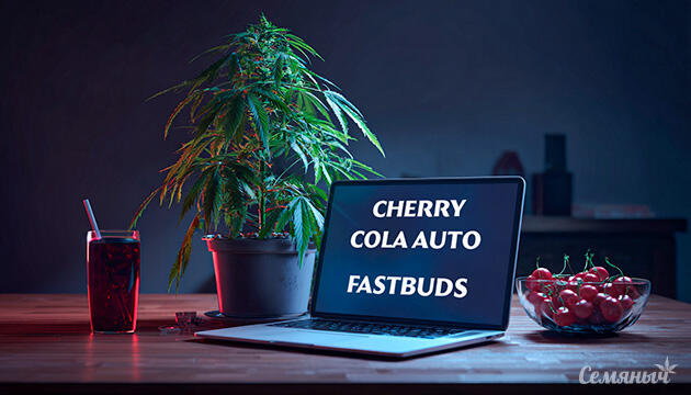 Гроурепорт сорта Cherry Cola Auto fem от FastBuds