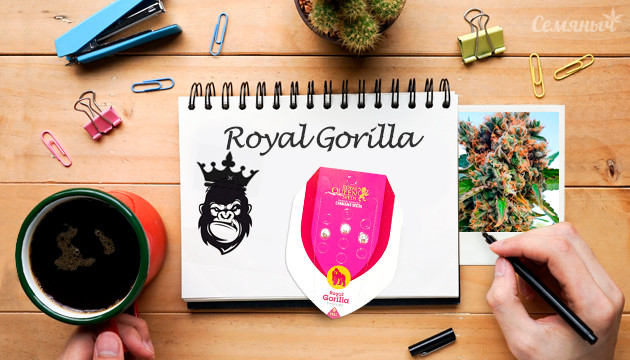 Гроурепорт сорта Royal Gorilla от Royal Queen Seeds