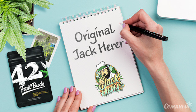 Гроурепорт сорта конопли Jack Herer Auto