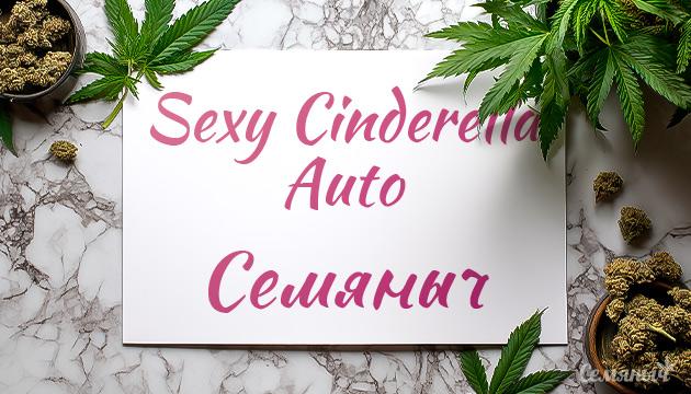 Гроурепорт сорта Sexy Cinderella Auto от Семяныча
